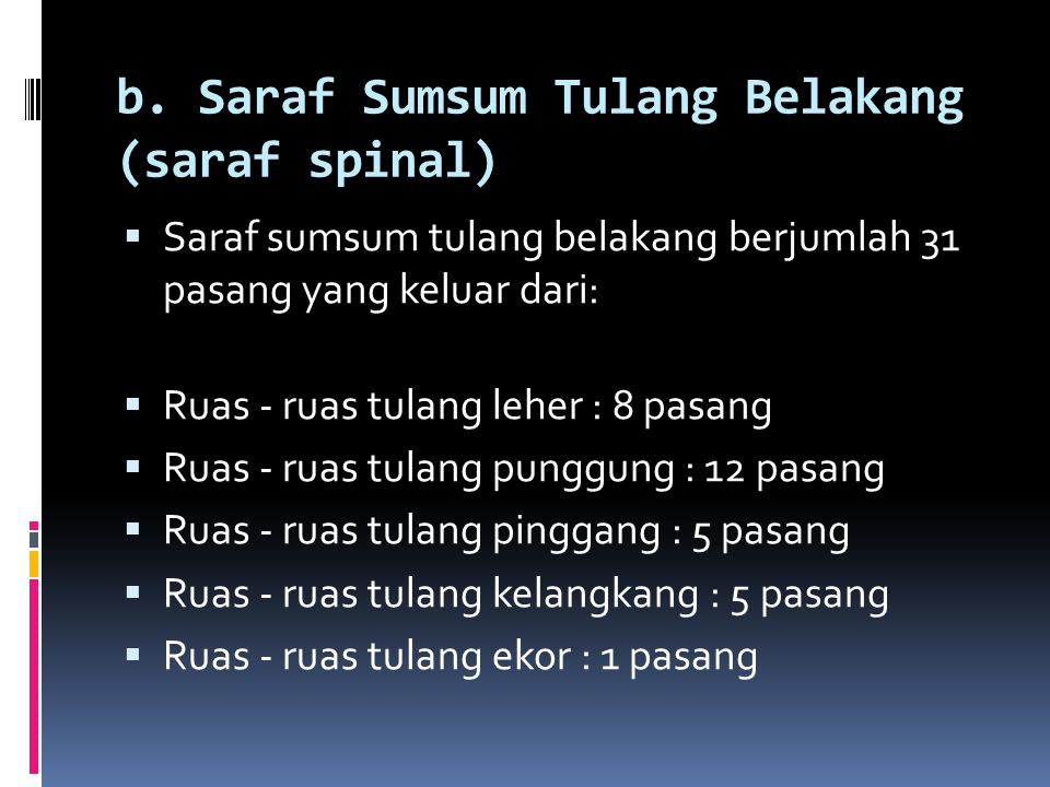 b. Saraf Sumsum Tulang Belakang (saraf spinal)