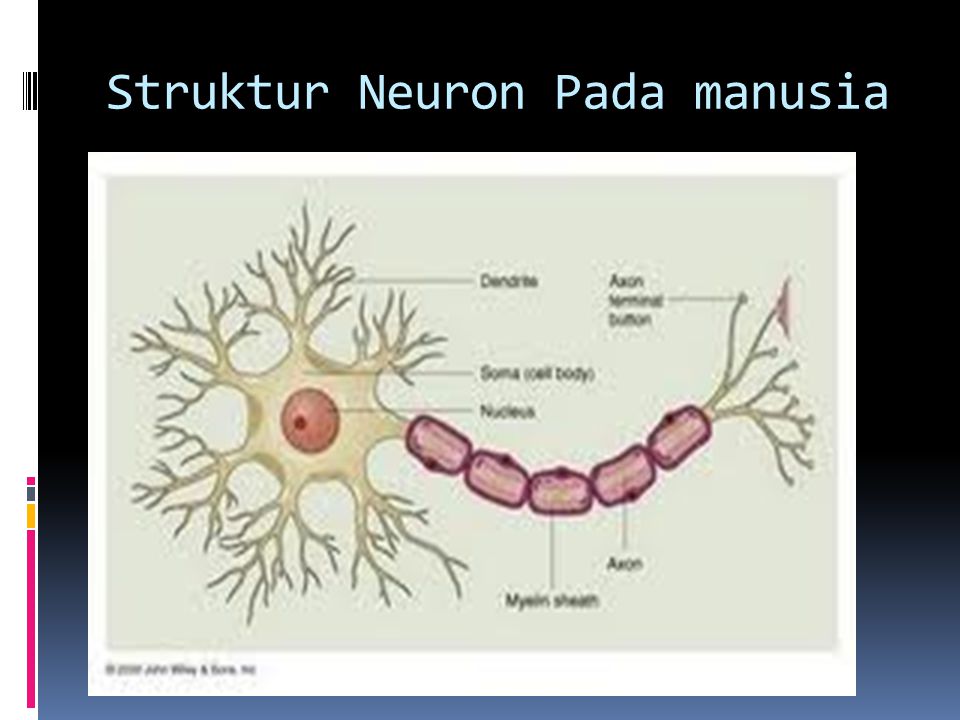 Struktur Neuron Pada manusia