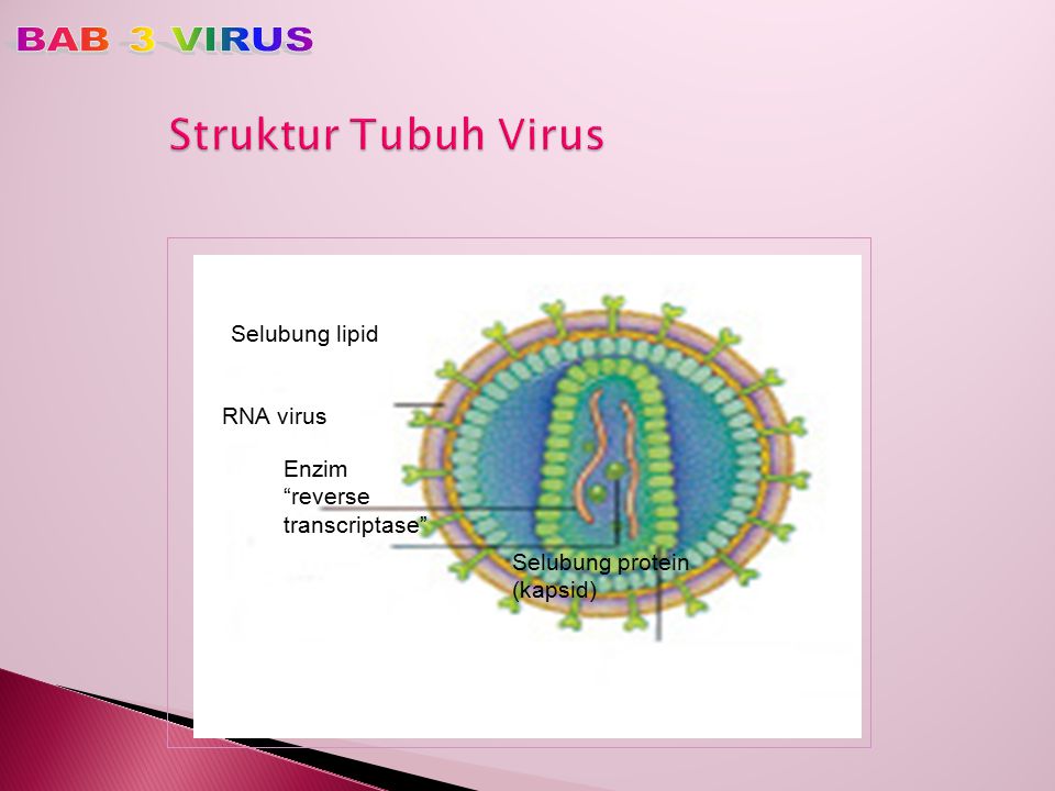 Struktur tubuh virus dan penjelasannya