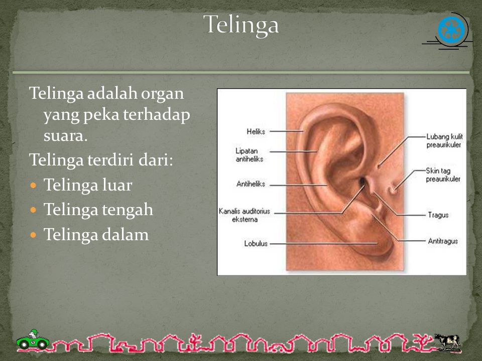 Telinga Telinga adalah organ yang peka terhadap suara.
