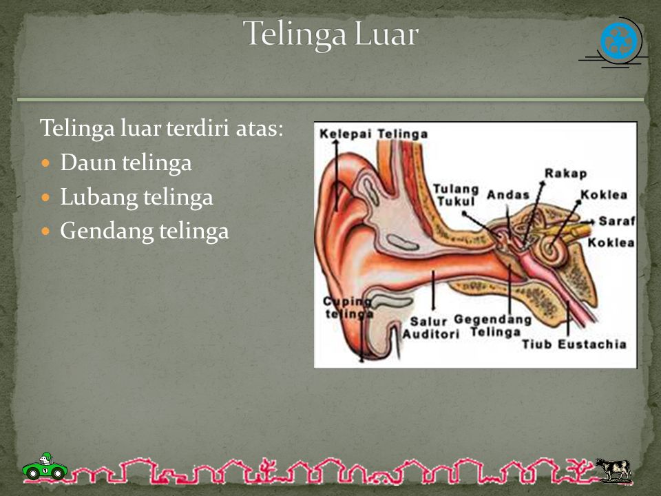 Telinga Luar Telinga luar terdiri atas: Daun telinga Lubang telinga