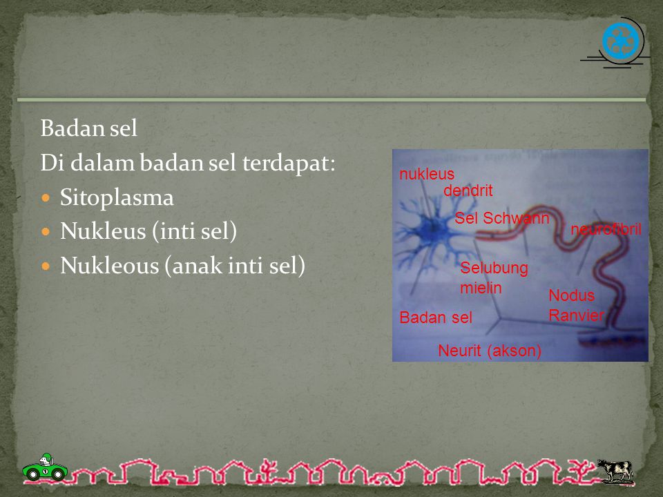 Di dalam badan sel terdapat: Sitoplasma Nukleus (inti sel)