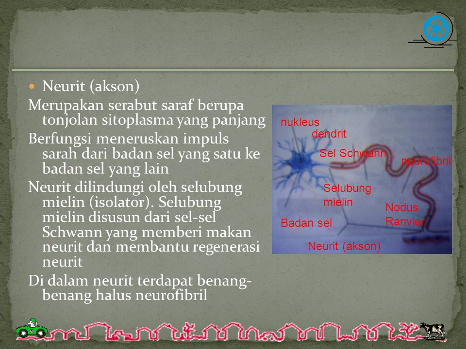 Merupakan serabut saraf berupa tonjolan sitoplasma yang panjang