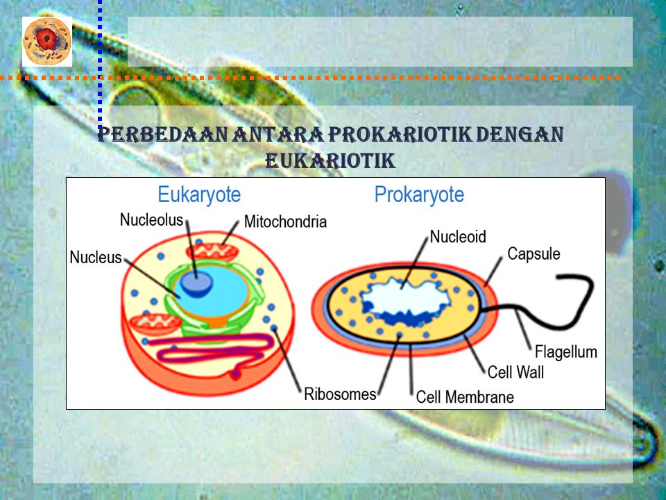 Perbedaan antara prokariotik dengan eukariotik