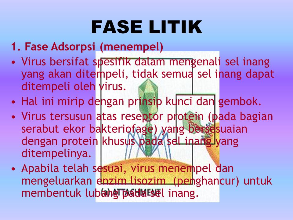 FASE LITIK 1. Fase Adsorpsi (menempel)