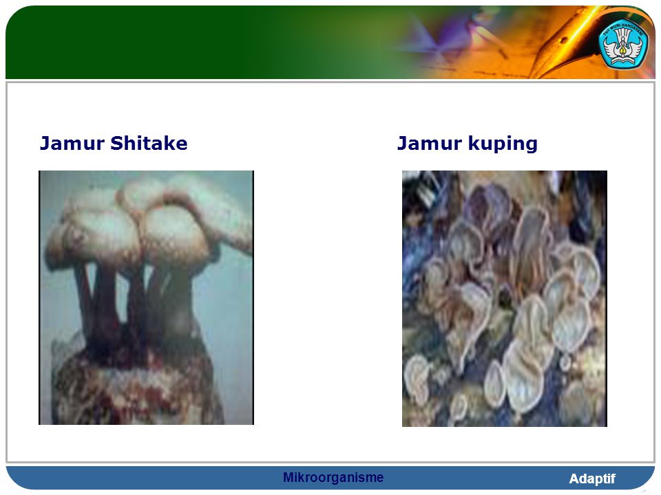 Jamur Shitake Jamur kuping Mikroorganisme