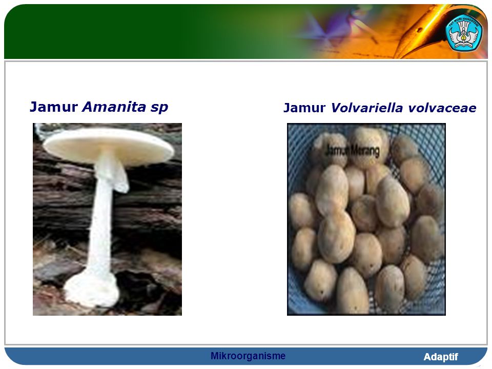 Jamur Amanita sp Jamur Volvariella volvaceae Mikroorganisme