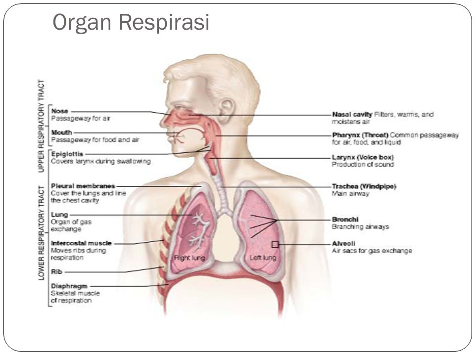 Organ Respirasi