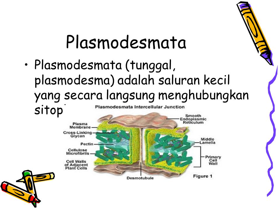 Plasmodesmata Plasmodesmata (tunggal, plasmodesma) adalah saluran kecil yang secara langsung menghubungkan sitoplasma.