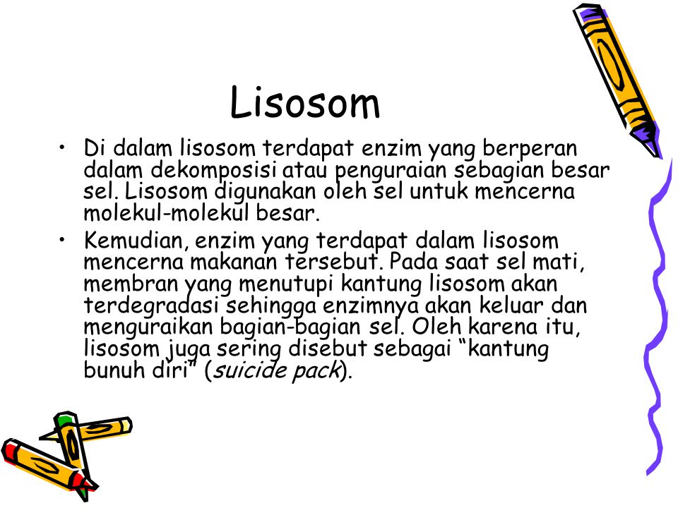 Lisosom
