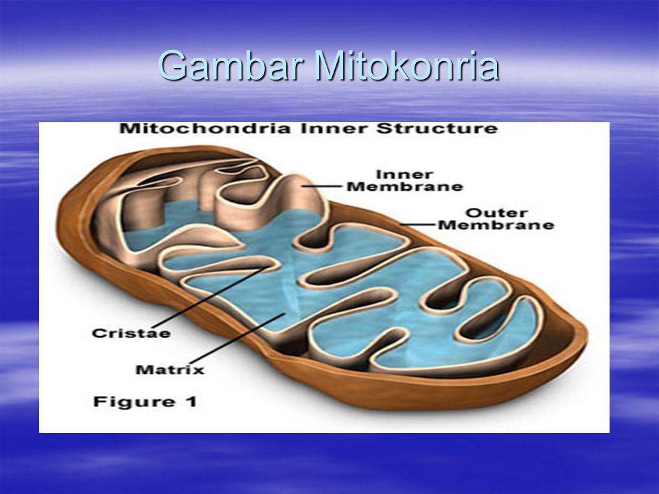 Gambar Mitokonria