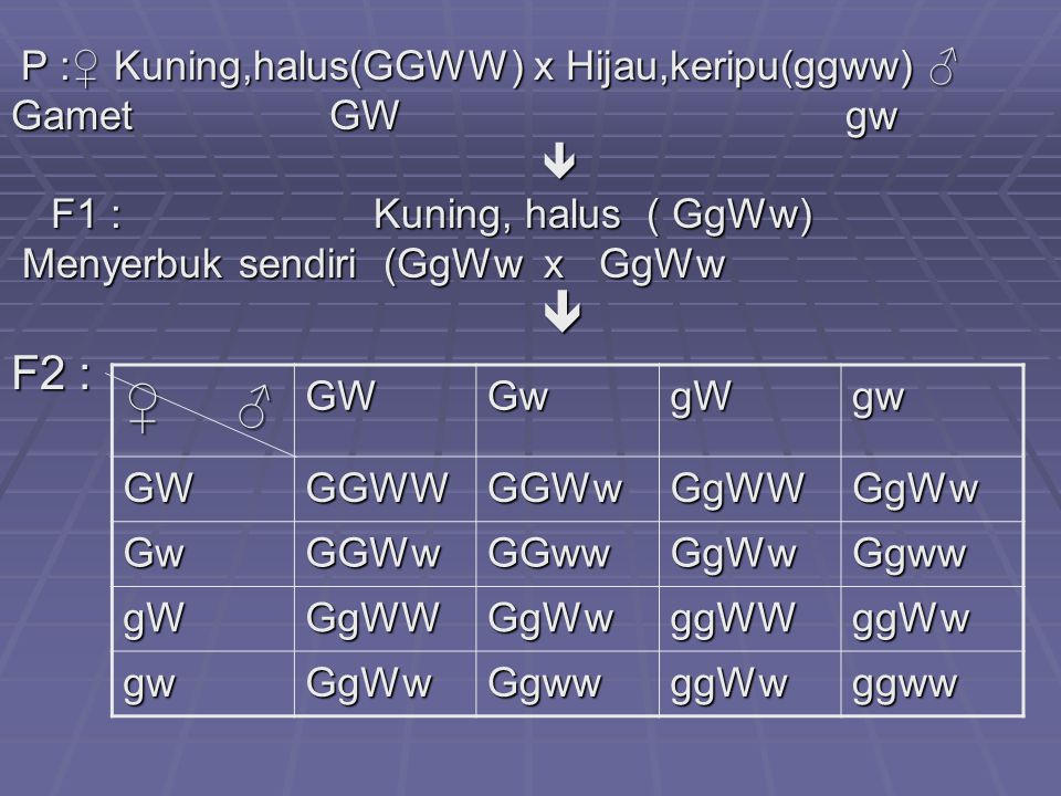 ♀ ♂ F2 : Gamet GW gw  F1 : Kuning, halus ( GgWw)