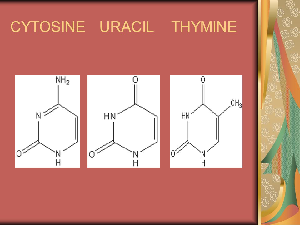 CYTOSINE URACIL THYMINE