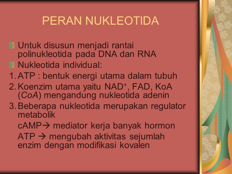 PERAN NUKLEOTIDA Untuk disusun menjadi rantai polinukleotida pada DNA dan RNA. Nukleotida individual: