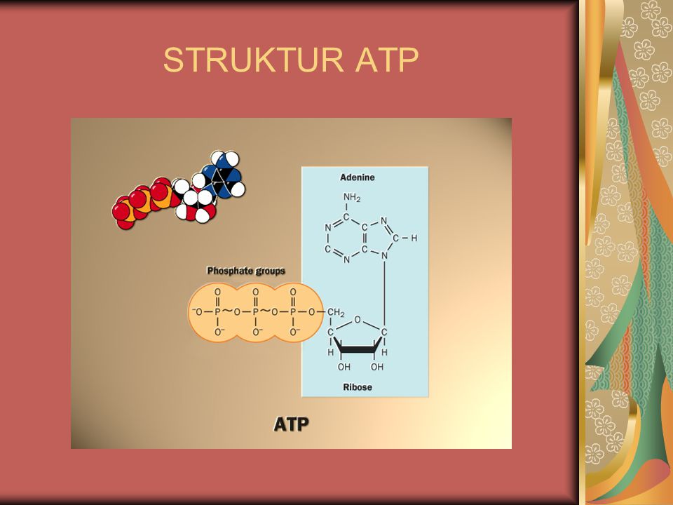 STRUKTUR ATP