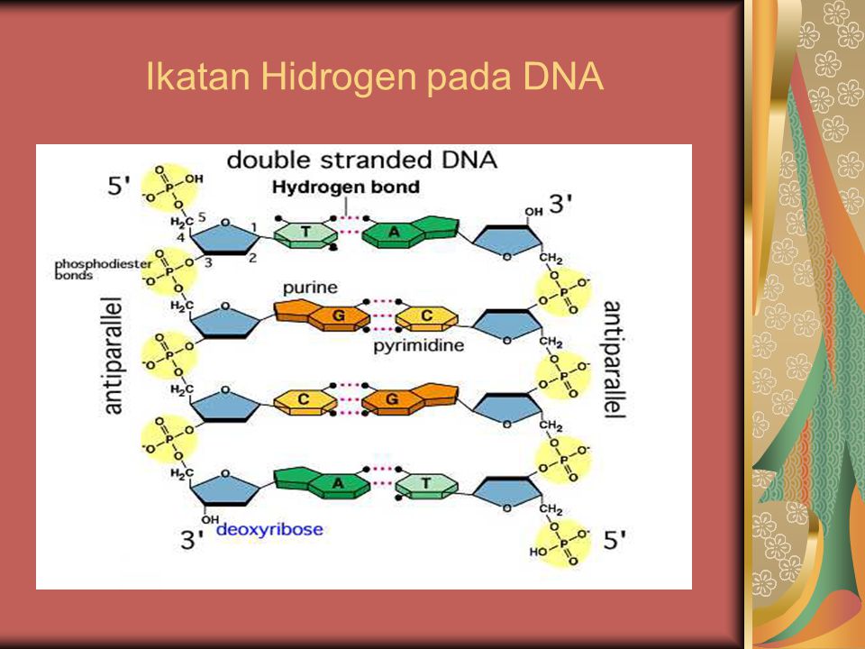 Ikatan Hidrogen pada DNA