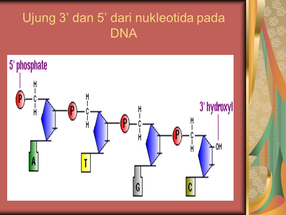 Ujung 3’ dan 5’ dari nukleotida pada DNA