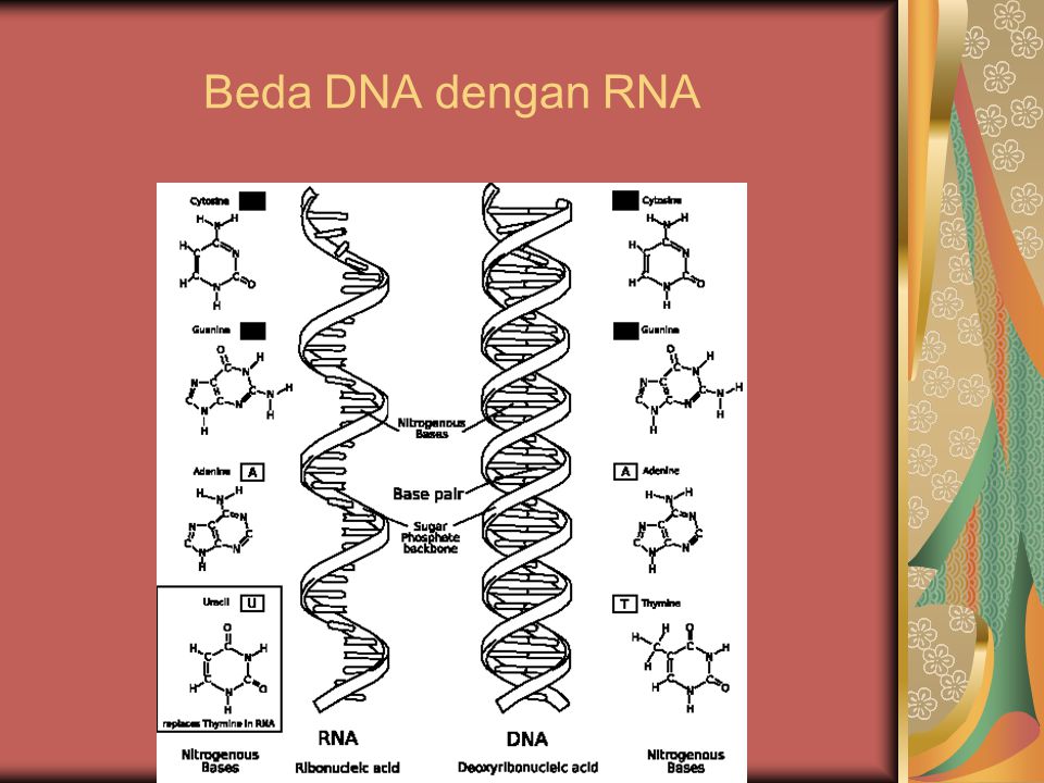 Beda DNA dengan RNA