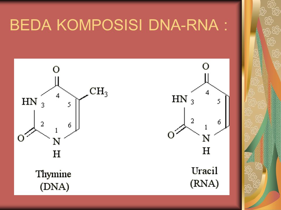 BEDA KOMPOSISI DNA-RNA :
