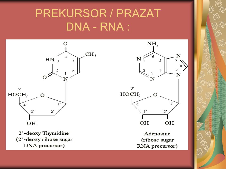 PREKURSOR / PRAZAT DNA - RNA :