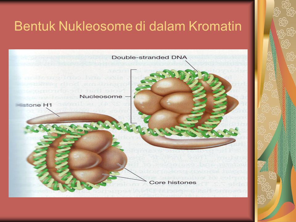 Bentuk Nukleosome di dalam Kromatin