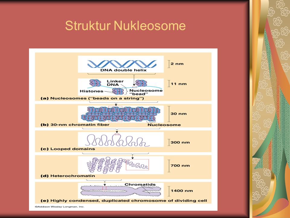 Struktur Nukleosome