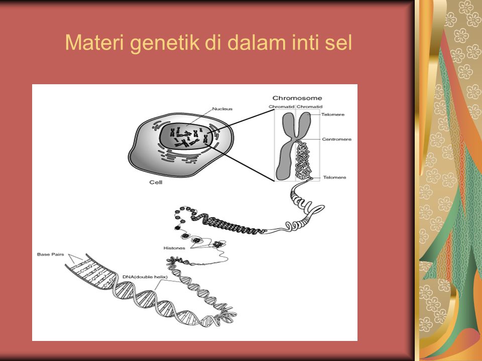Materi genetik di dalam inti sel