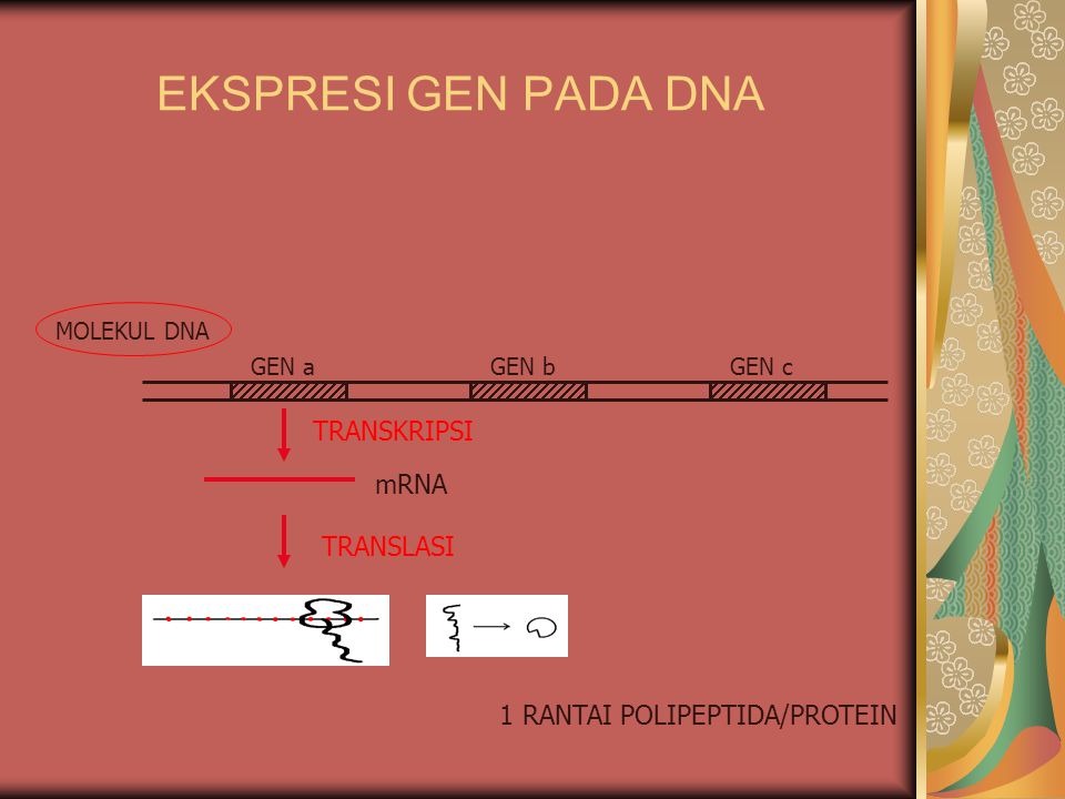 EKSPRESI GEN PADA DNA TRANSKRIPSI mRNA TRANSLASI