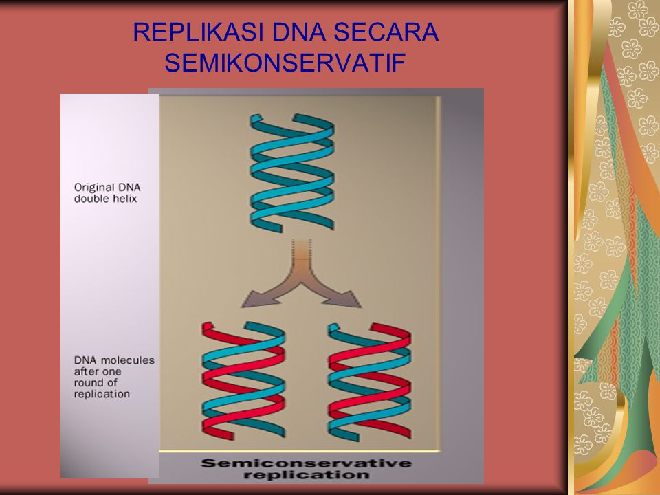 REPLIKASI DNA SECARA SEMIKONSERVATIF