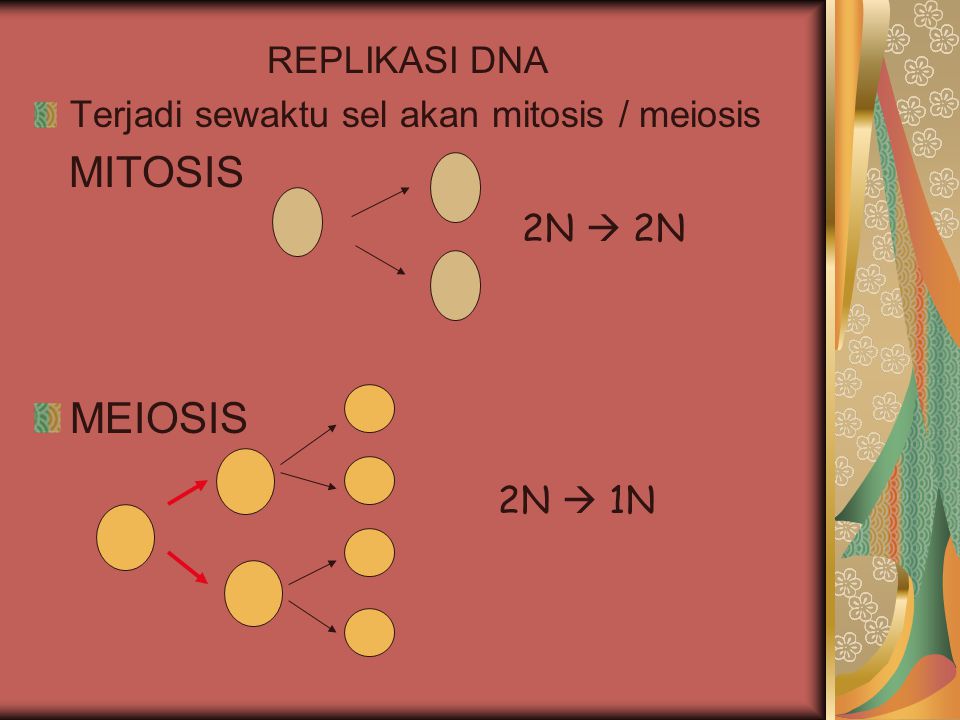 MITOSIS MEIOSIS REPLIKASI DNA