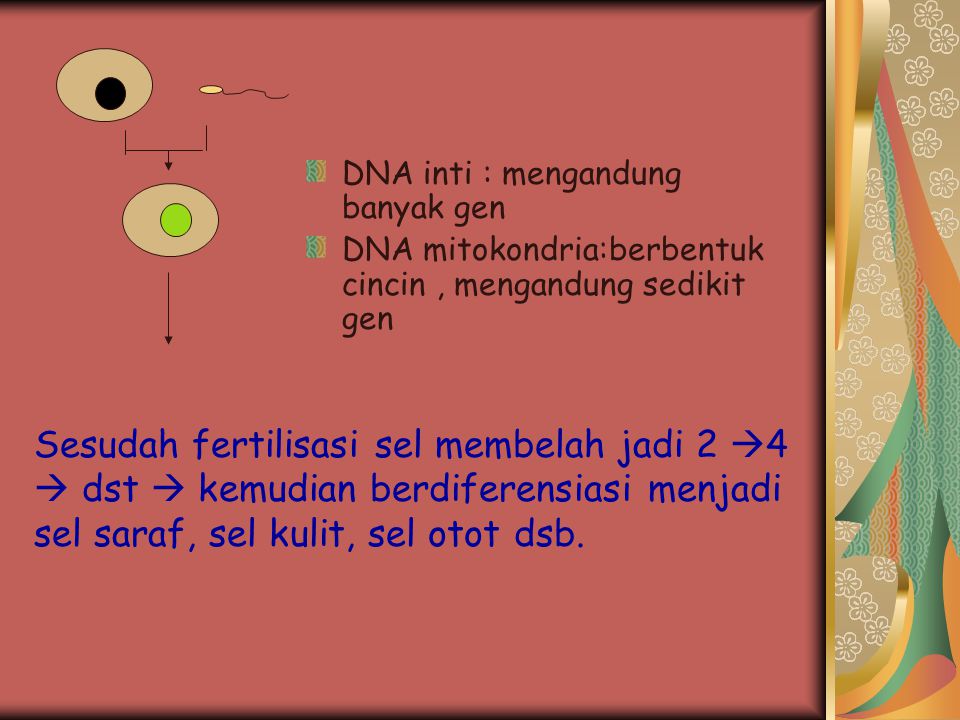 DNA inti : mengandung banyak gen