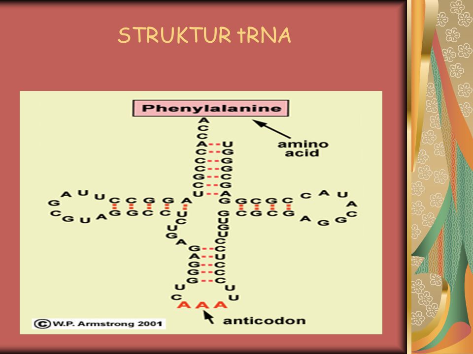 STRUKTUR tRNA
