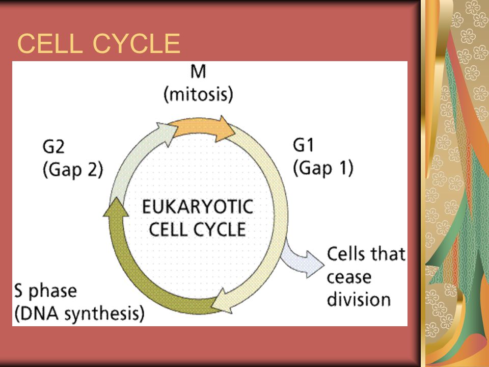 CELL CYCLE