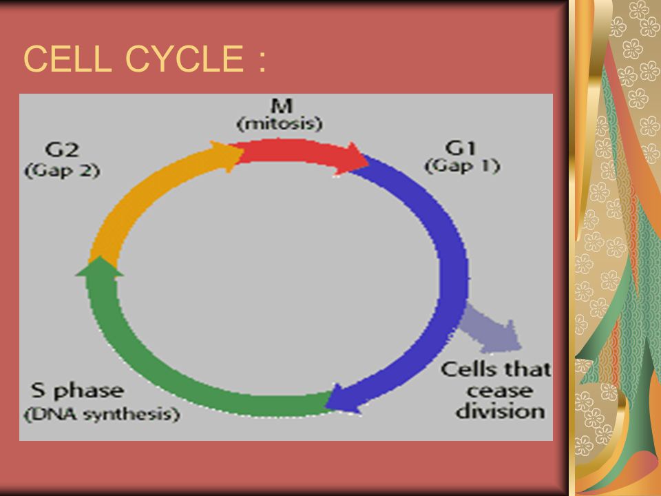 CELL CYCLE :