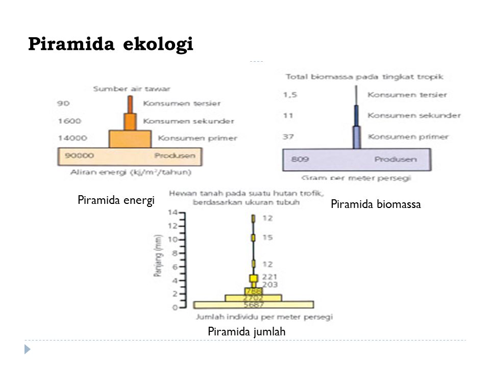 Piramida ekologi Piramida energi Piramida biomassa Piramida jumlah
