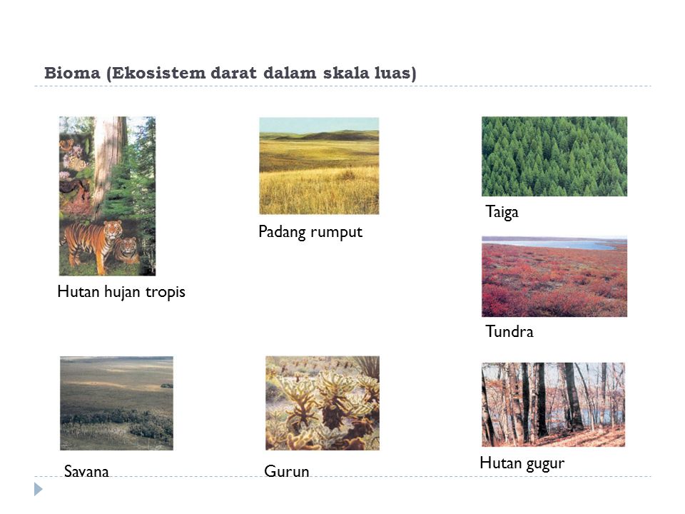 Bioma (Ekosistem darat dalam skala luas)