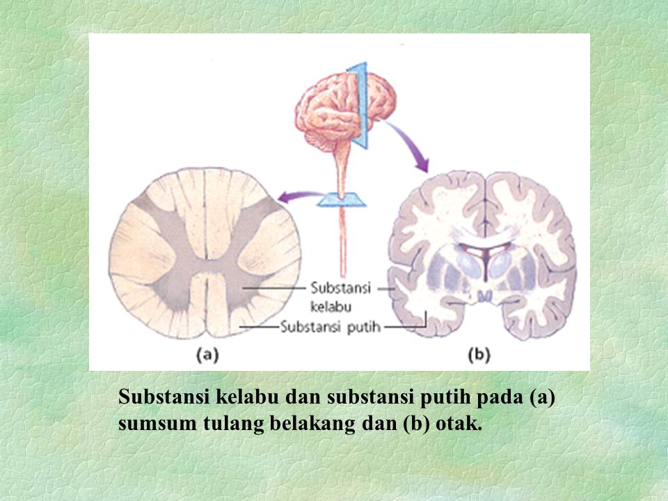 Substansi kelabu dan substansi putih pada (a) sumsum tulang belakang dan (b) otak.
