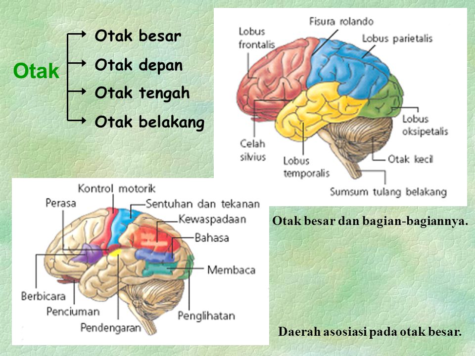 Otak besar dan bagian-bagiannya. Daerah asosiasi pada otak besar.