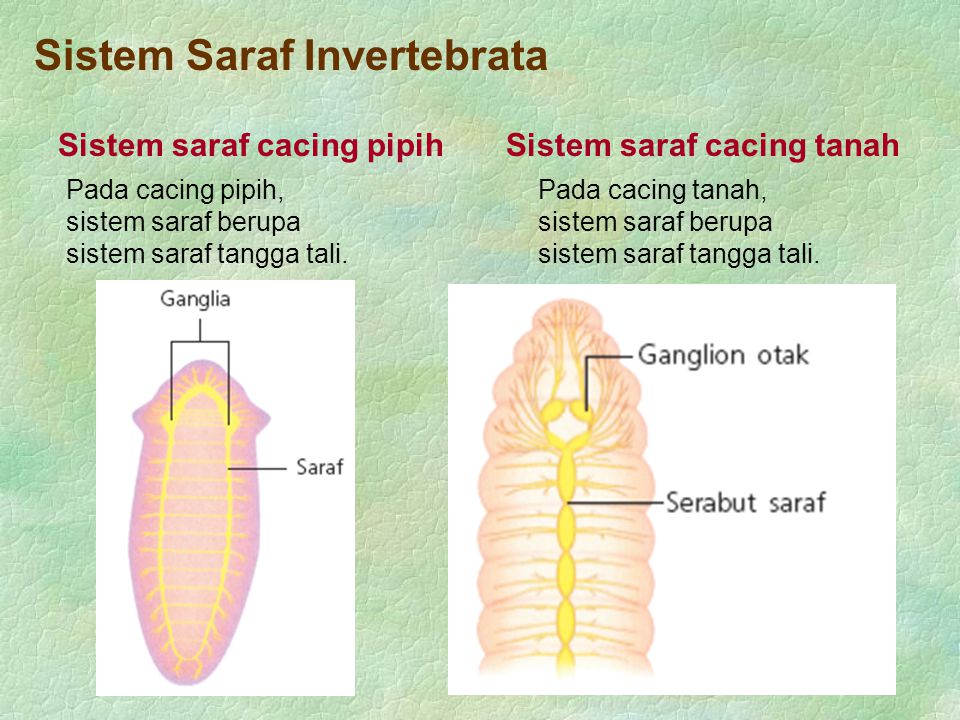 Sistem Saraf Invertebrata