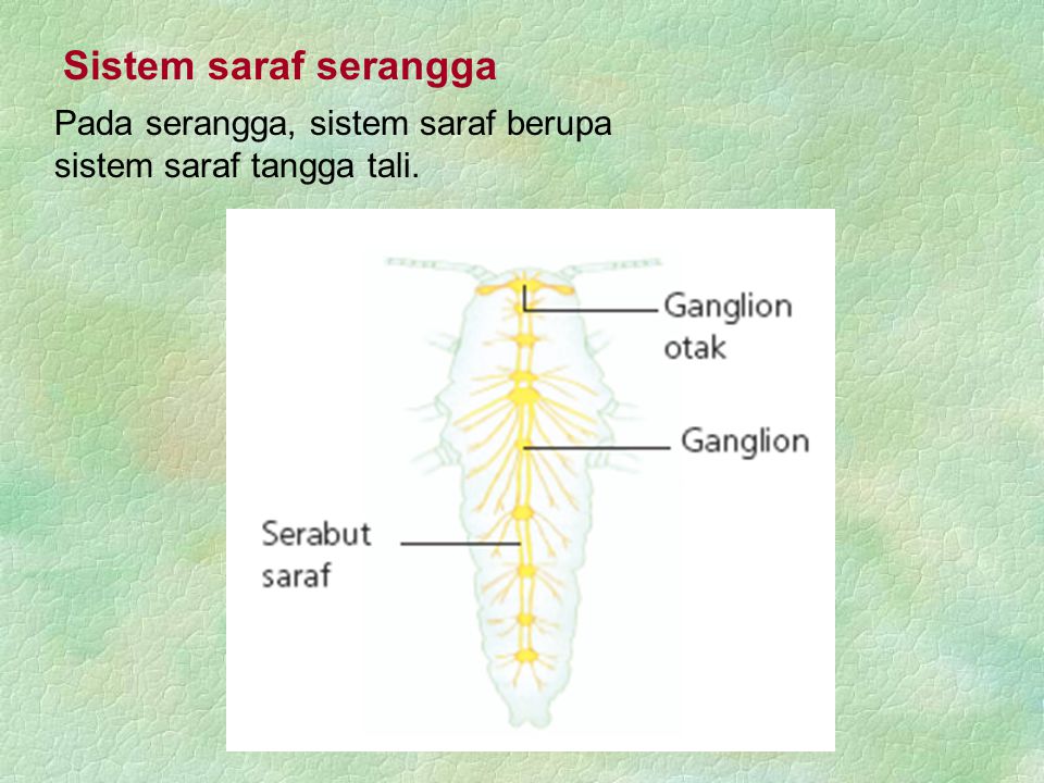 Sistem saraf serangga Pada serangga, sistem saraf berupa sistem saraf tangga tali.