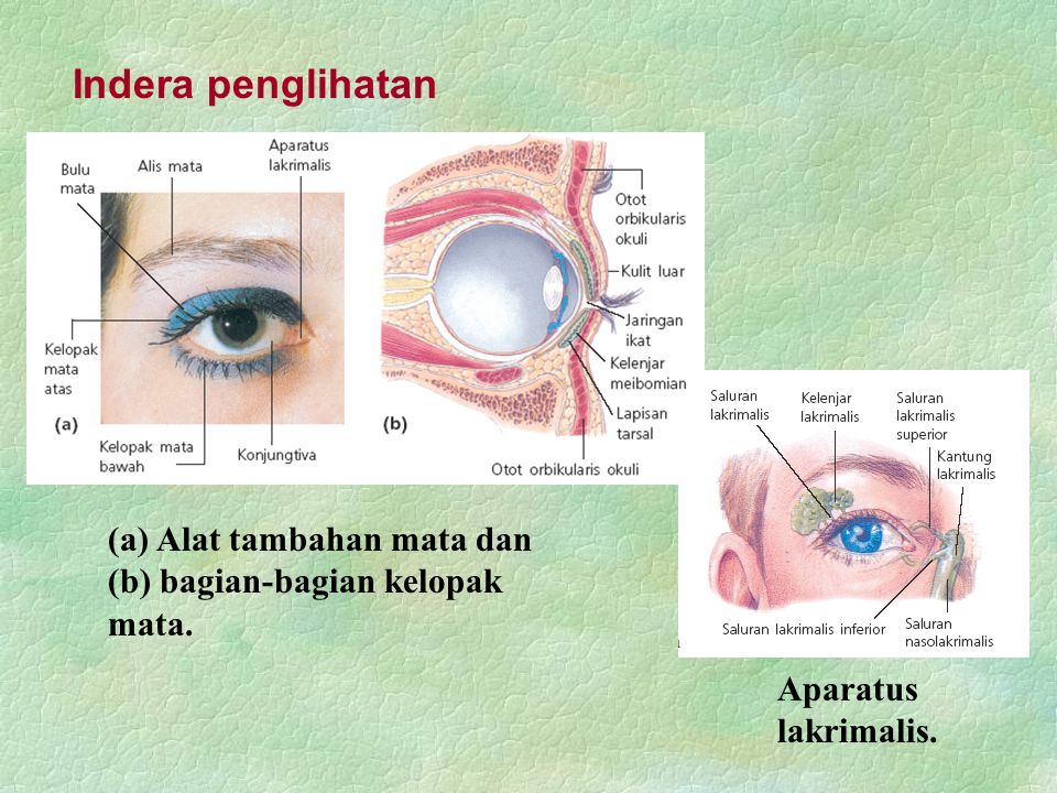 Indera penglihatan (a) Alat tambahan mata dan (b) bagian-bagian kelopak mata. Aparatus lakrimalis.
