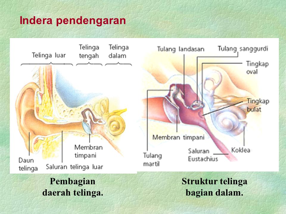 Pembagian daerah telinga. Struktur telinga bagian dalam.