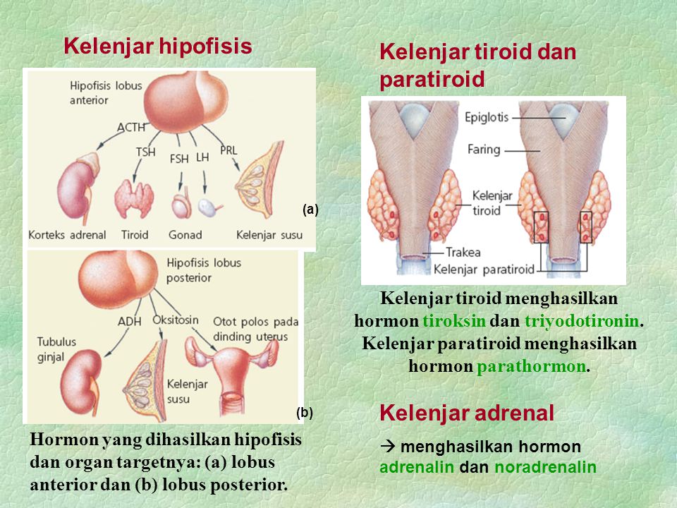 Kelenjar tiroid dan paratiroid
