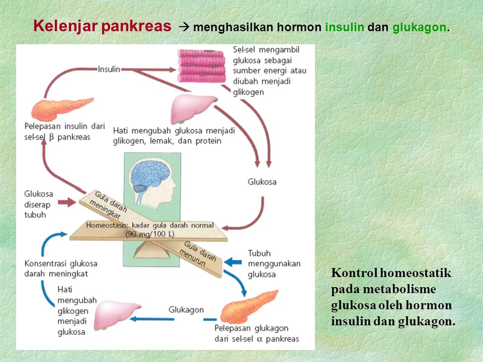 Kelenjar pankreas  menghasilkan hormon insulin dan glukagon.