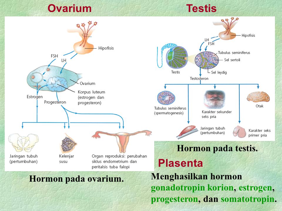 Ovarium Testis Plasenta Hormon pada testis.