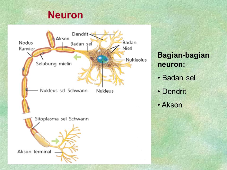 Neuron Bagian-bagian neuron: Badan sel Dendrit Akson