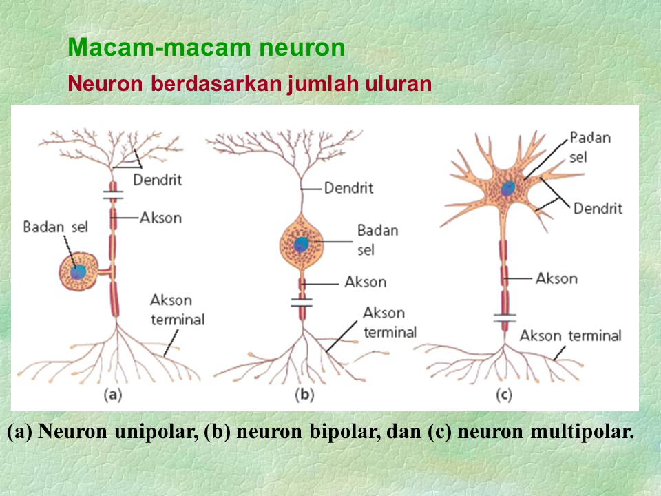 Macam-macam neuron Neuron berdasarkan jumlah uluran
