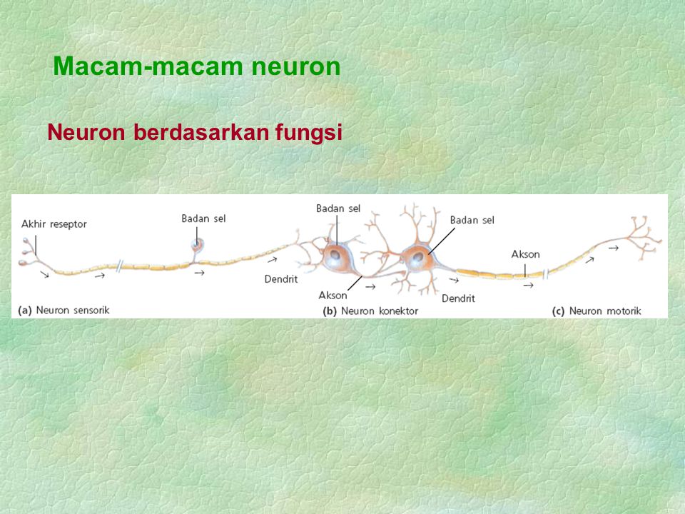 Macam-macam neuron Neuron berdasarkan fungsi