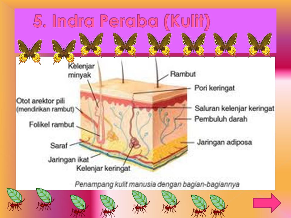 5. Indra Peraba (Kulit)