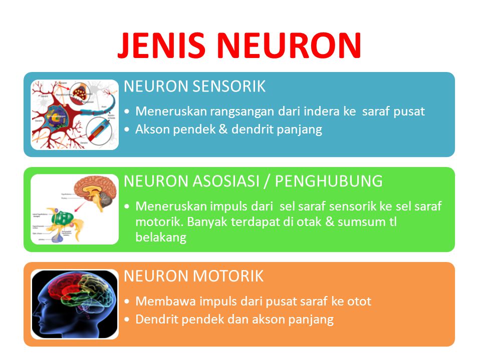 JENIS NEURON NEURON SENSORIK